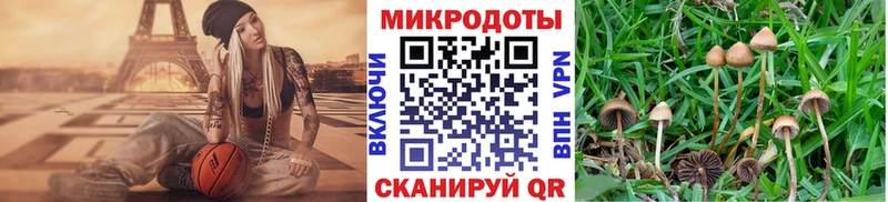 Купить где  Фёдоровский  Галлюциногенные грибы Psilocybe 